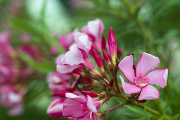 Oleander in flowering