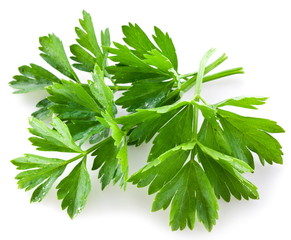 Bunch of green coriander