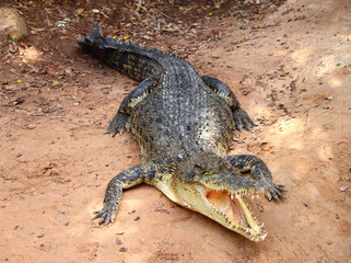 Crocodile lying on sand