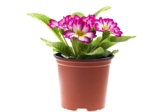 Red primrose in a flowerpot