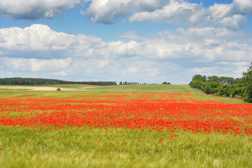 Sommerliches Mohnfeld