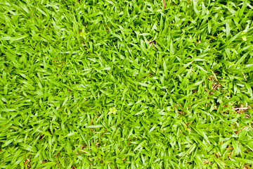 Top View of Green Grass Texture and surface