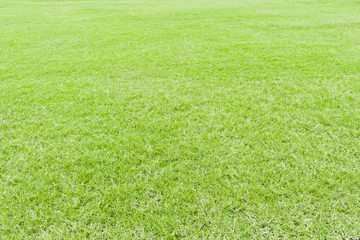 Lawn green grass texture