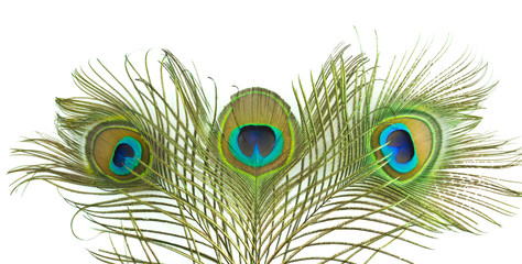 Obraz premium Peacock feather on white background