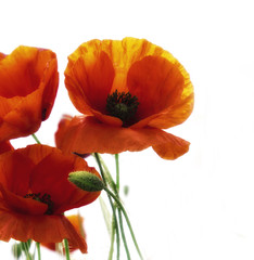 Naklejka premium Amapolas sobre fondo blanco