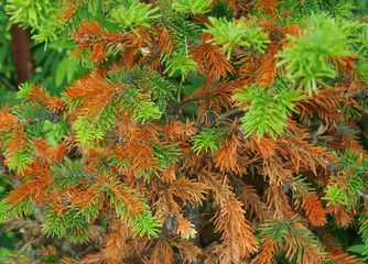 Brightly green and red prickly branches of a fur-tree
