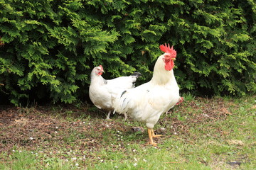 Hühner