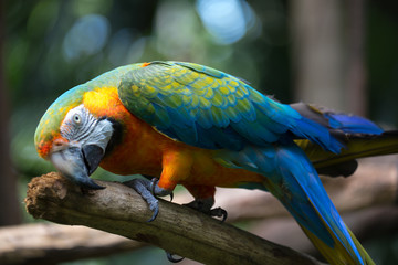 Scarlet Macaw on Perch