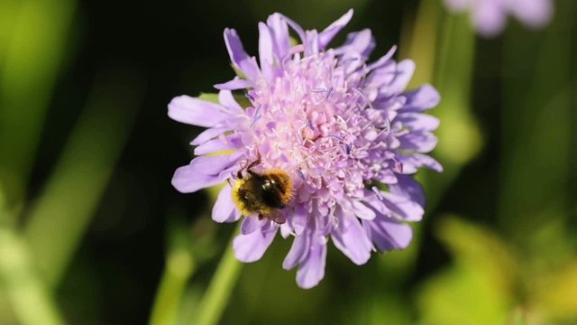 Hummel auf Ackerwitwenblume
