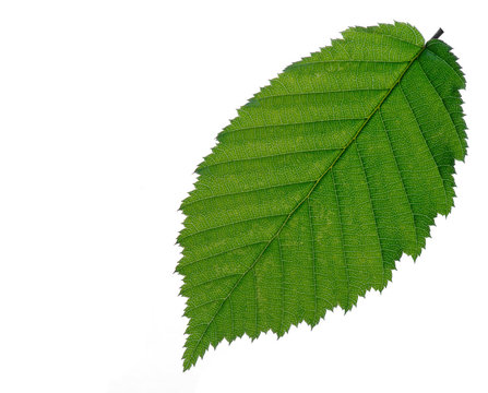 Blatt einer Buche