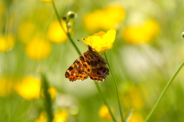 Schmetterling auf Wiesenblume