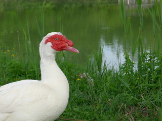 Obraz premium Anatra muta