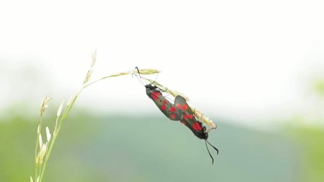 Erdeichel-Widderchen, Zygaena filipendulae