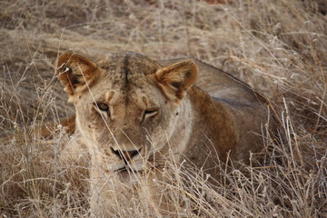 lion
