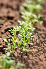 water cress