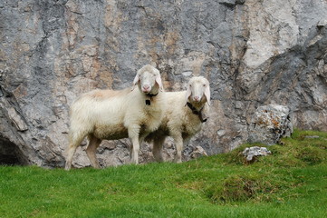 Schafe auf der Zugspitze