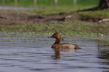 Femelle de fuligule milouin 2
