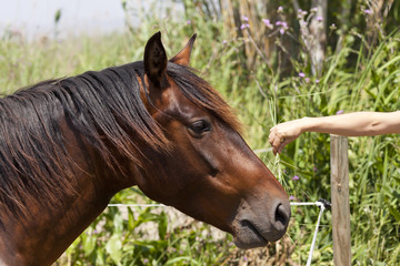 Closeup of a horse