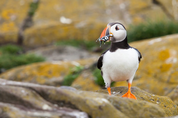 Puffin Eating Fish