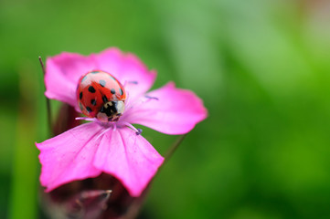 Ladybug on pink flower
