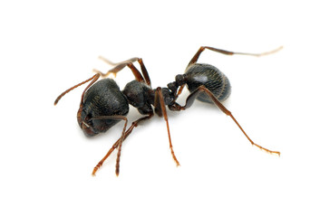 ant isolated on white background