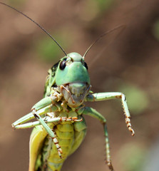 Portrait of a locust.