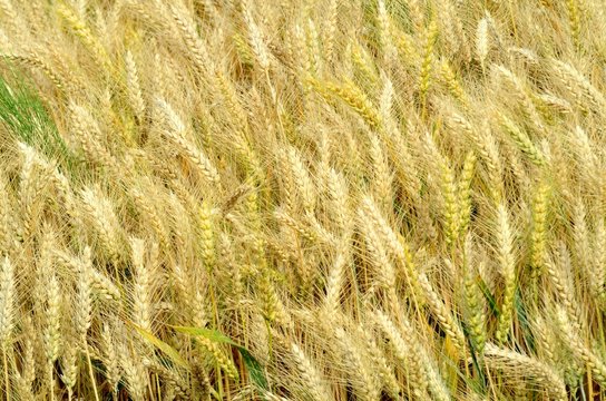 Campo di grano