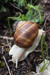 escargot