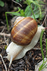 escargot