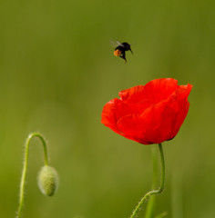 red poppy with pollinating bee