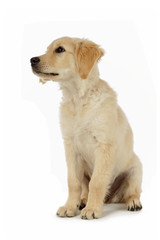 portrait chiot Golden Retriever