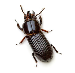 Bess Beetle