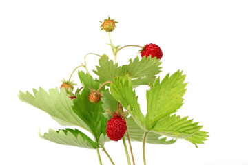 Wilde Erdbeeren