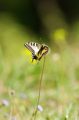 Swallowtail