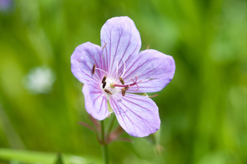 полевые цветы