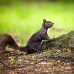 Closeup of a red squirrel (Sciurus vulgaris)