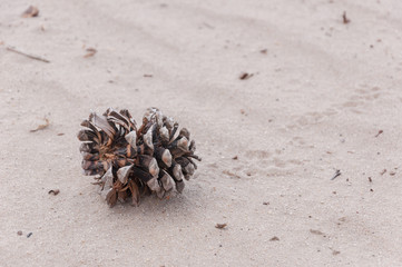 Closeup of a pinecone in dry and hot sand.