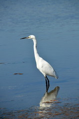 white egret rest on the placid lake water