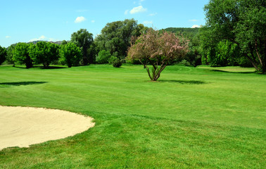 Green golf course, flowering tree and sand pit