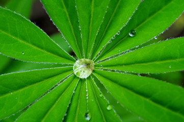 Obraz na płótnie Canvas Beautiful green leaf with drops of water
