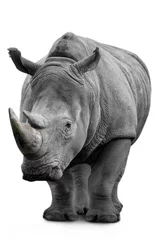 Zelfklevend Fotobehang .Rhino © Mikael Damkier
