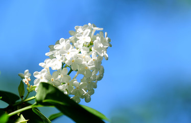 lilac flowe