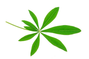 green lupin leaf