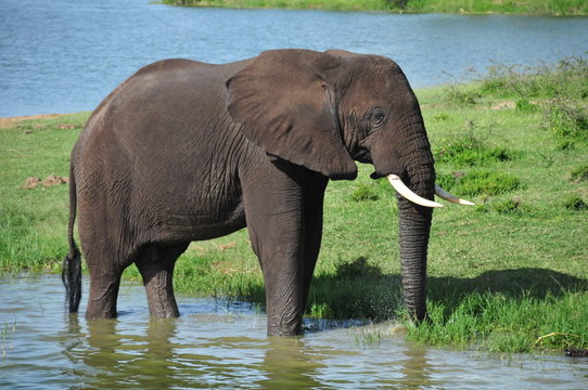 Fototapeta queen Elizabeth National Park, Uganda