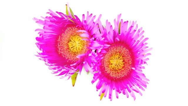 purple flowers is closing for sleep time lapse