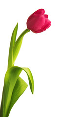 tulip flower