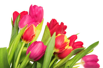 tulip flowers