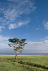 Fototapeta na wymiar A lonely tree in Africa