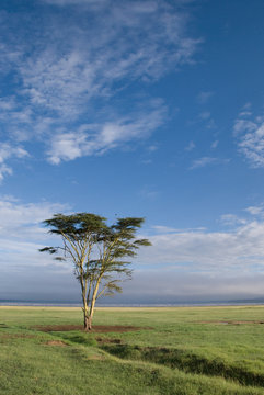 A lonely tree in Africa