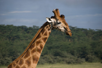 Rotschild's Giraffes